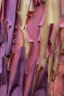 USA, Washington State, Anacortes. Madrones tree bark at Cap Sante Park Abstract Art Print
